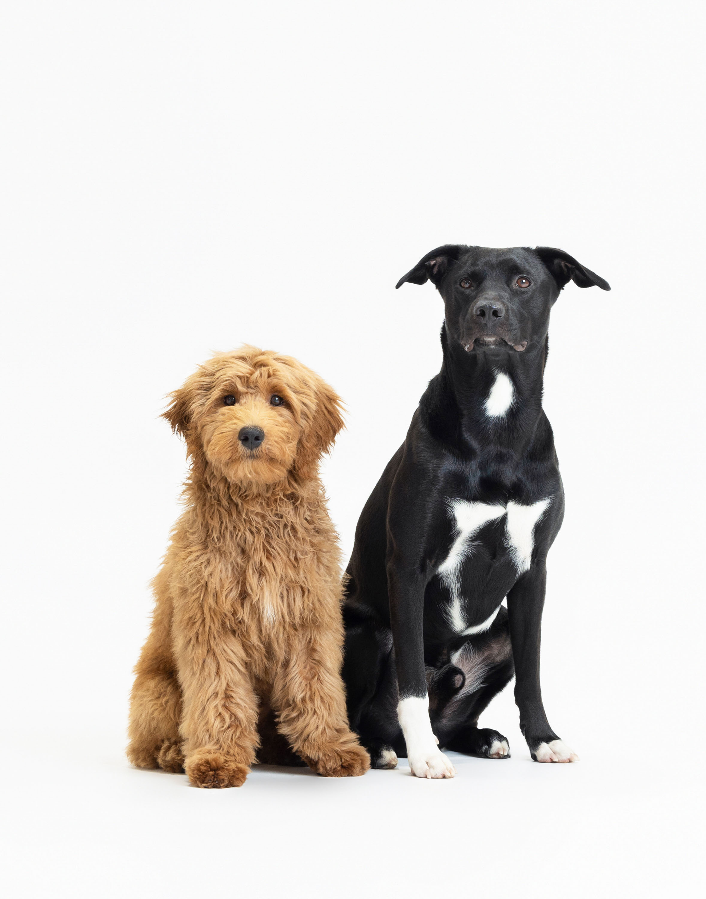 Two dogs sitting together against a light backdrop